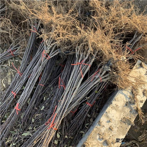 美國(guó)八號(hào)蘋果苗 基地信息、種植技術(shù)與市場(chǎng)報(bào)價(jià)