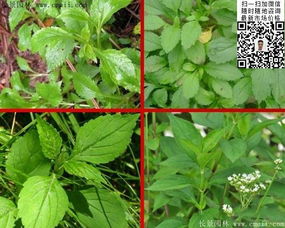 敗醬草種子價(jià)格、圖片及種植技術(shù)全解析——江蘇沭陽(yáng)長(zhǎng)景園林苗木場(chǎng)專業(yè)指南