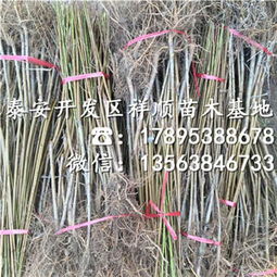 曙光油桃樹苗 種植技術(shù)、市場報(bào)價(jià)與咨詢服務(wù)指南