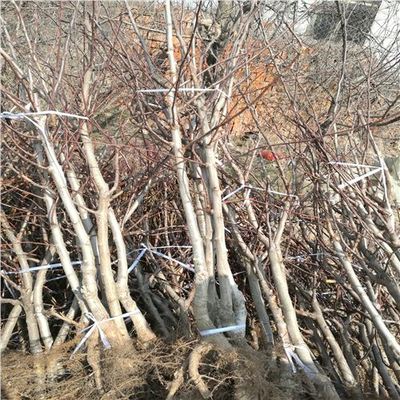 大棉球山楂苗種植技術(shù)與專(zhuān)業(yè)咨詢(xún)指南