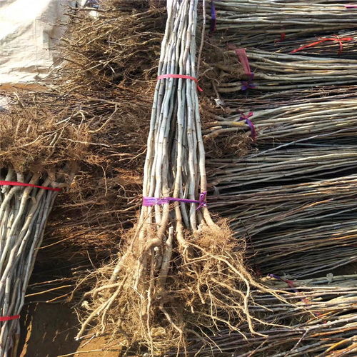 甜山楂樹(shù)苗種植技術(shù)與銷(xiāo)售電話(huà)全指南