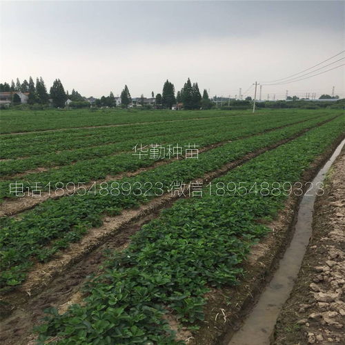 草莓苗紅顏大型草莓育苗基地 育苗技術(shù)與種植咨詢?nèi)ヂ? class=