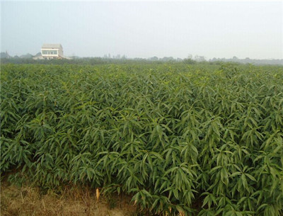 今秋錦繡黃桃苗價(jià)格與種植技術(shù)全解析