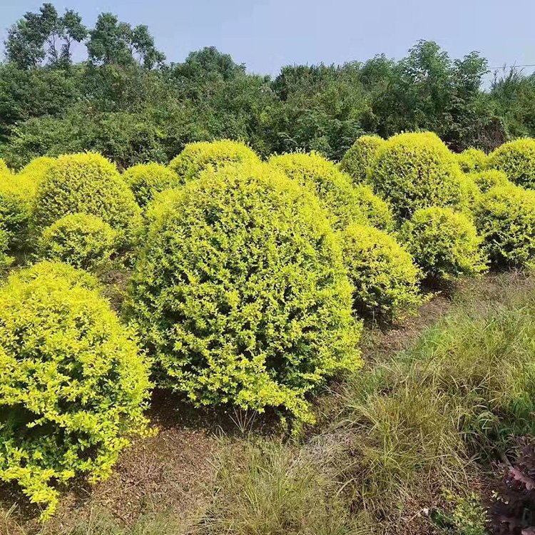 探秘湖南苗木基地 金森汝貞球的價(jià)格優(yōu)勢與種植技術(shù)