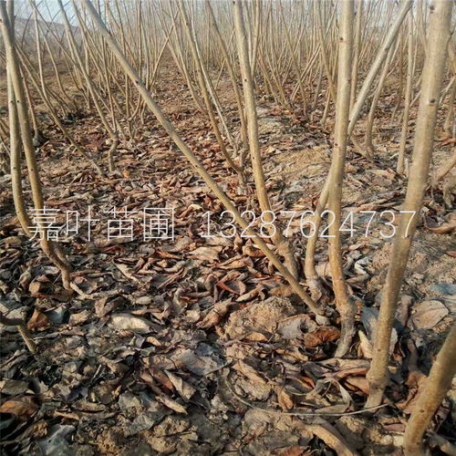 大棚櫻桃樹苗種植技術(shù)全解析 從選苗到豐收的實(shí)戰(zhàn)指南