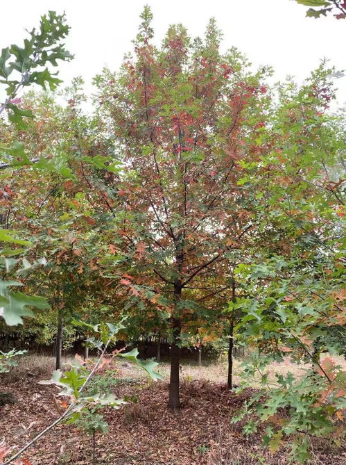 恭喜匯恒景觀園林入駐苗木通 江蘇仲寧 打造彩葉苗木精品種植園